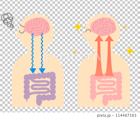 壓力如何導致胃痛以及大腦和腸道之間的關係。腦腸相關性的例證。 114487163