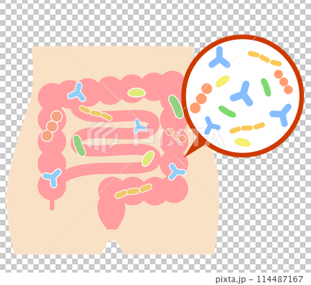 大腸に住む腸内細菌と腹部のイラスト 114487167