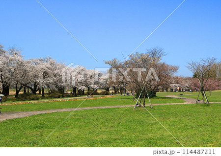 北上展勝地の桜並木 114487211