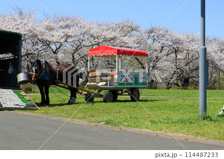 北上展勝地さくらまつり、観光馬車 114487233