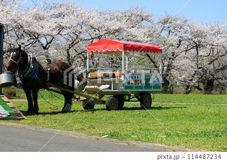 北上展勝地さくらまつり、観光馬車 114487234