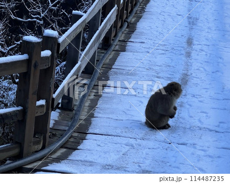 地獄谷野猿公園の猿 114487235