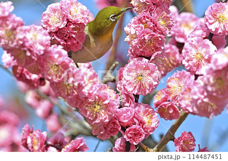 満開の紅梅にメジロさん ( 春イメージ )( ほのぼのイメージ ) 満開の紅梅にメジロさん ( 春イメージ )( ほのぼのイメージ ) 114487451