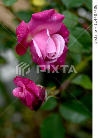バラの花 114487486
