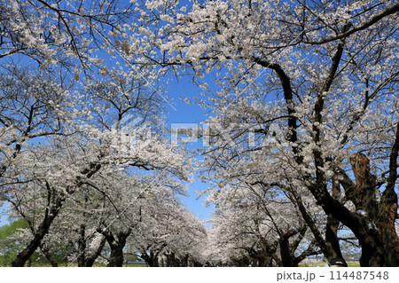 北上展勝地の桜並木 114487548