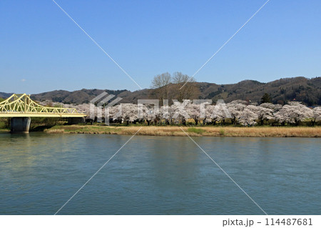 北上展勝地の桜並木と珊瑚橋 114487681