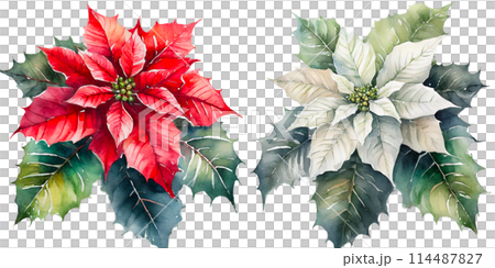 一品紅與水彩觸感的插圖 114487827