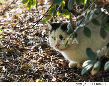 見つめる猫 見つめる猫 114488064