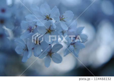 桜咲く 桜咲く 114488132