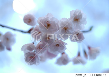 桜咲く 114488133