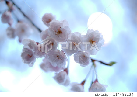 春の青空に映える桜 春の青空に映える桜 114488134