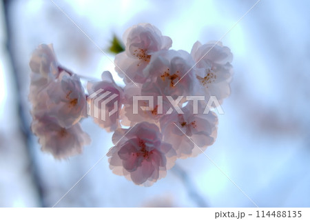 桜の花のアップ、マクロ撮影 114488135