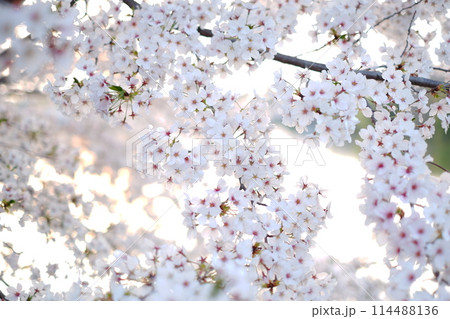 桜の花びら 114488136