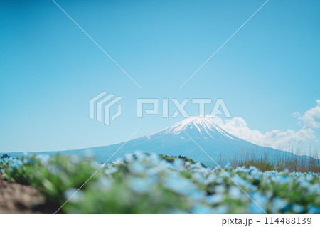 富士山とネモフィラ 富士山とネモフィラ 114488139