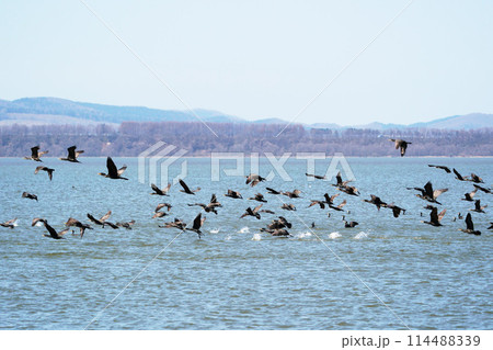 水面を飛び立つカワウの群れ 北海道 水面を飛び立つカワウの群れ 北海道 114488339