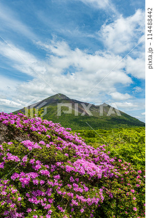 満開のミヤマキリシマと新緑 霧島ジオパーク	 114488442