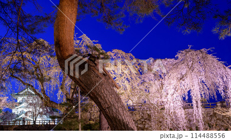 弘前城夜の絶景 ライトアップされた天守閣と御滝桜 青森県 弘前城夜の絶景 ライトアップされた天守閣と御滝桜 青森県 114488556