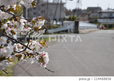 School road with cherrys / 満開の桜が咲く通学路の風景(小学校・中学校) 114488656