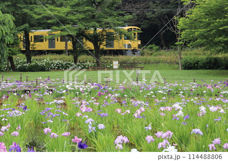 菖蒲と電車 菖蒲と電車 114488806