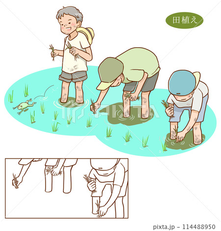 田植えをする子供たち 114488950