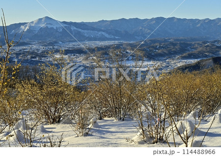 長瀞町宝登山山頂の雪積もり花咲くロウバイ園に武甲山 長瀞町宝登山山頂の雪積もり花咲くロウバイ園に武甲山 114488966