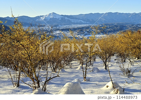 長瀞町宝登山山頂の雪積もり花咲くロウバイ園に武甲山 114488973