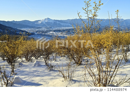 長瀞町宝登山山頂の雪積もり花咲くロウバイ園に武甲山 114488974