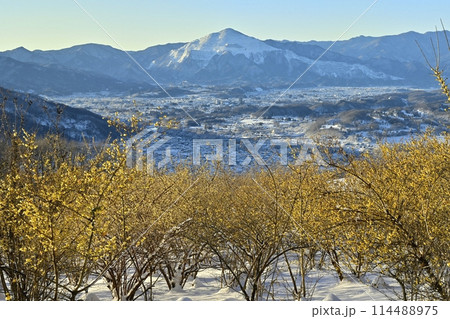 長瀞町宝登山山頂の雪積もり花咲くロウバイ園に武甲山 114488975