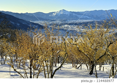 長瀞町宝登山山頂の雪積もり花咲くロウバイ園に武甲山 長瀞町宝登山山頂の雪積もり花咲くロウバイ園に武甲山 114488977