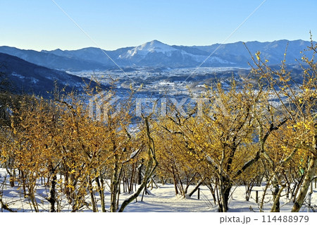 長瀞町宝登山山頂の雪積もり花咲くロウバイ園に武甲山 114488979
