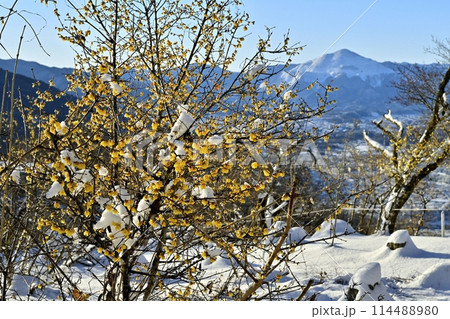 長瀞町宝登山山頂の雪積もり花咲くロウバイ園に武甲山 114488980
