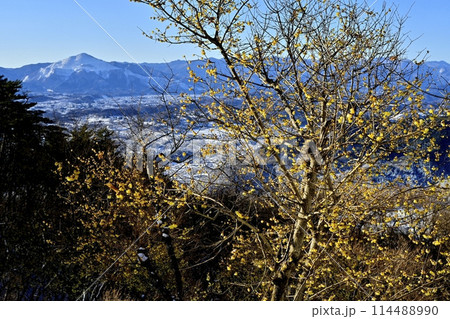 長瀞町宝登山山頂の雪積もり花咲くロウバイ園に武甲山 114488990