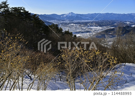 長瀞町宝登山山頂の雪積もり花咲くロウバイ園に武甲山 長瀞町宝登山山頂の雪積もり花咲くロウバイ園に武甲山 114488993