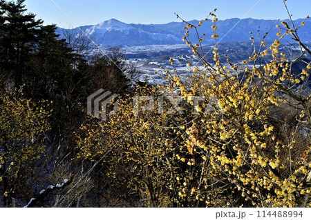 長瀞町宝登山山頂の雪積もり花咲くロウバイ園に武甲山 長瀞町宝登山山頂の雪積もり花咲くロウバイ園に武甲山 114488994