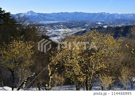 長瀞町宝登山山頂の雪積もり花咲くロウバイ園に武甲山 114488995