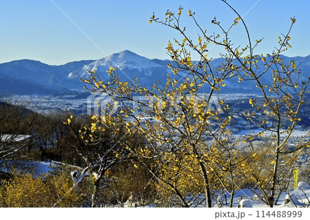 長瀞町宝登山山頂の雪積もり花咲くロウバイ園に武甲山 長瀞町宝登山山頂の雪積もり花咲くロウバイ園に武甲山 114488999