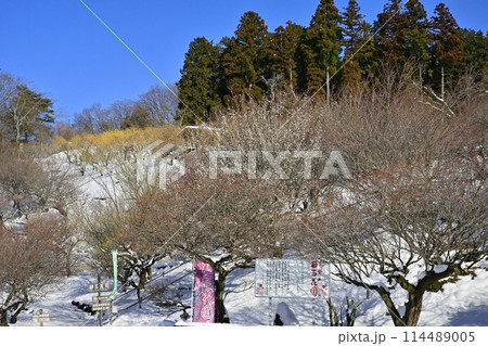 長瀞町宝登山山頂の雪積もり花咲く梅園とロウバイ園 114489005