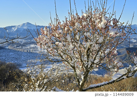 長瀞町宝登山山頂の雪積もり花咲く梅の木に武甲山 114489009
