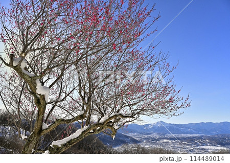 長瀞町宝登山山頂の雪積もり花咲く梅の木に武甲山 114489014
