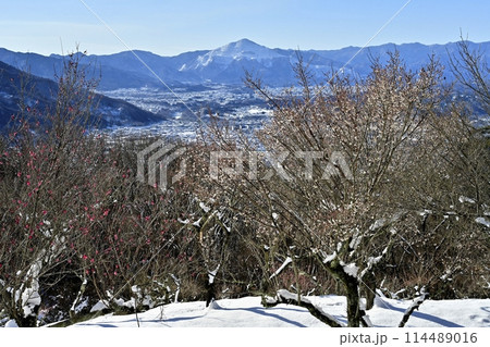 長瀞町宝登山山頂の雪積もり花咲く梅の木に武甲山 114489016