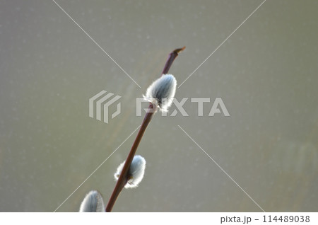 Pussy willow branch on a background of water, close-up 114489038