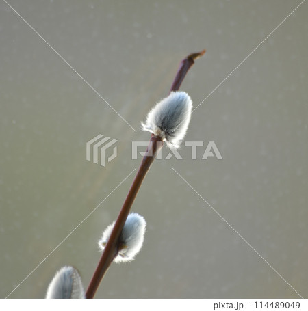 Pussy willow branch on a background of water, close-up 114489049