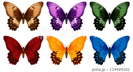 Colorful Butterfly Collection Vector Illustration Colorful Butterfly Collection Vector Illustration 114489102