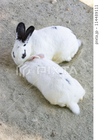 寄り添うウサギ 寄り添うウサギ 114489111