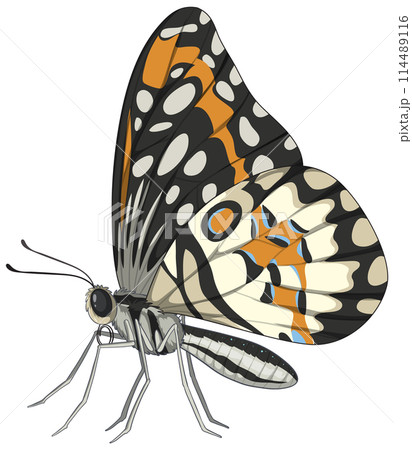 Colorful Butterfly Vector Illustration Colorful Butterfly Vector Illustration 114489116