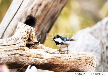ヒガラ ”野鳥” ヒガラ ”野鳥” 114489179
