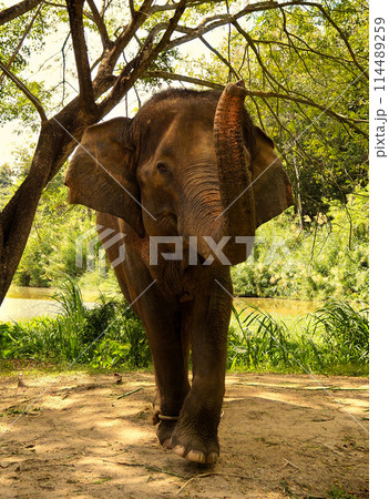 タイ象 タイ象 114489259
