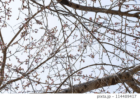 Spring, Cherry Trees Branches Spring, Cherry Trees Branches 114489417