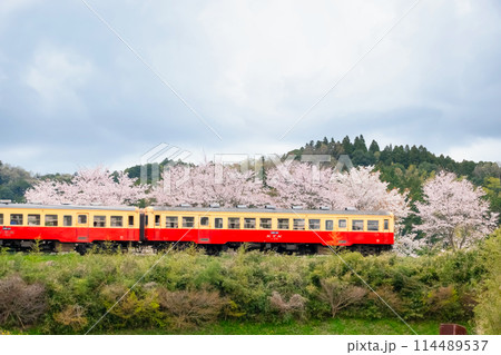 小湊鉄道と桜 小湊鉄道と桜 114489537