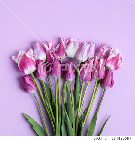 Spring composition on purple background of flowers tulips with space for text. Happy Mother's Day greeting card, happy Valentine's Day, March 8, happy birthday Spring composition on purple background of flowers tulips with space for text. Happy Mother's Day greeting card, happy Valentine's Day, March 8, happy birthday 114489597